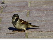 Passer domesticus- Moineau domestique mâle en plumage nuptial - Passériformes