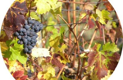 "Douceurs et beautés du Sud-Ouest" : Mises en lumière - Octobre 2016