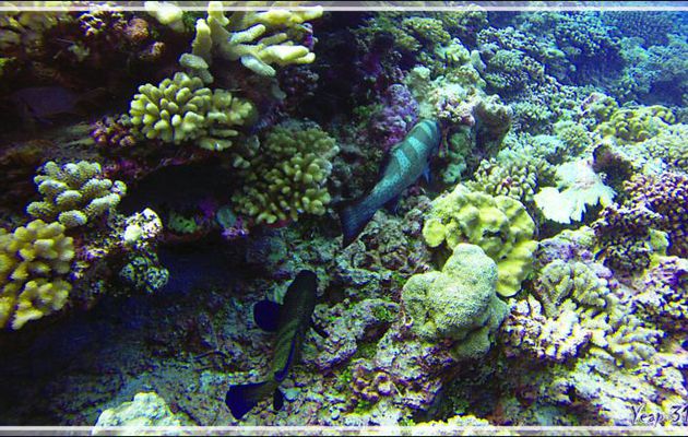 Mérou paon, Peacock hind (Cephalopholis argus) et Mérou sellé ou léopard, Black-saddle coral grouper (Plectropomus laevis) - Tumakohua (passe sud) - Atoll de Fakarava - Tuamotu - Polynésie