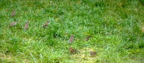 Petits oiseaux sous la pluie