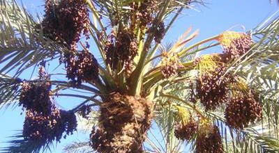Ouargla (Algérie): destination touristique à découvrir