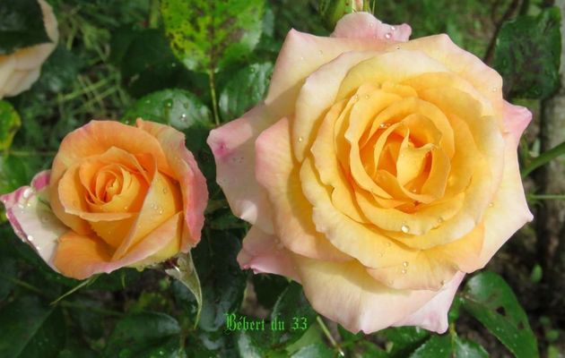Roses jaune au jardin