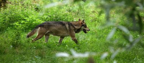 Du climat aux loups