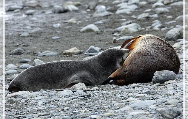 Les craquants juvéniles Otarie à fourrure antarctique ou Otarie de Kerguelen (Arctocephalus gazella) - Whistle Cove - Fortuna Bay - Géorgie du Sud