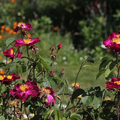 Pluie de roses au jardin