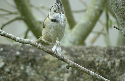 Mésange huppée 
