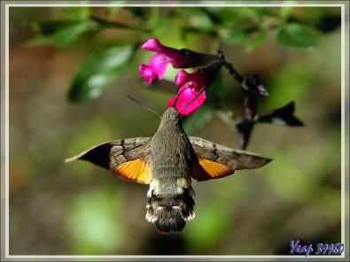 Papillon Moro sphinx, Sphinx colibri, Sphinx du caille-lait (Macroglossum stellatarum) - Lartigau - Milhas - 31