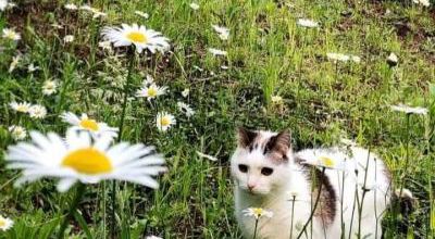 La plus belle fleur du jardin