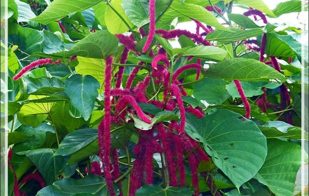 Queue de chat, Monkey tail (Acalypha hispida) - Raiatea - Polynésie française