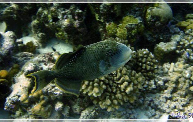 Baliste ponctué ou Baliste géant, Yellowmargin triggerfish (Pseudobalistes flavimarginatus) - Tumakohua (passe sud) - Atoll de Fakarava - Tuamotu - Polynésie française