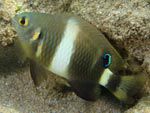Demoiselle de Brownrigg, Surge damselfish (Chrysiptera brownriggii) - Moorea - Polynésie française