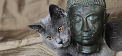 La légende bouddhiste sur les chats : 