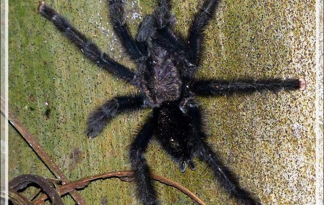 Araignée tarentule à orteils roses, pinktoe tarantula (Avicularia avicularia) - Inkaterra Hacienda Concepcion - Puerto Maldonado - Pérou