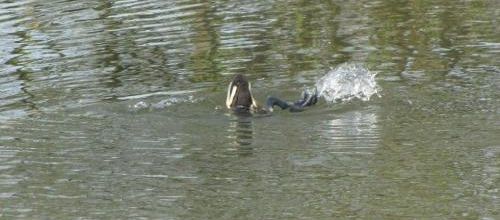 ... canard plongeur pris sur le fait...