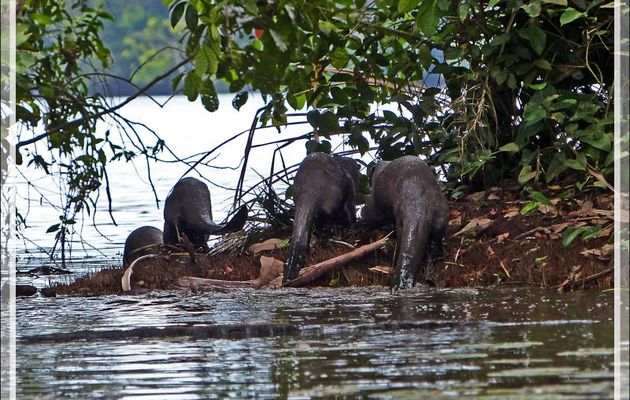 Loutre géante du Brésil (Pteronura brasiliensis) - Lac Sandoval - Pérou