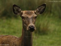 Portraits de Biches élaphe
