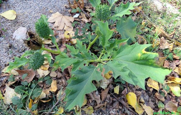 des plantes ? 