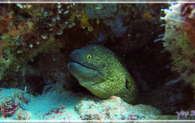 Murène de Java ou géante (Gymnothorax javanicus) - Thudufushi Thila - Atoll d'Ari - Maldives
