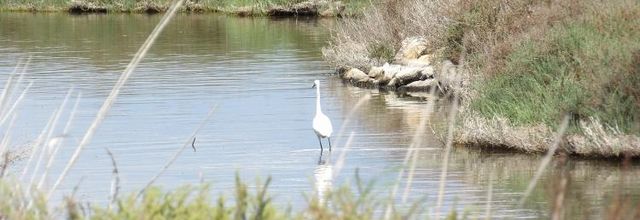 Au  bord de l Etang de Thau.