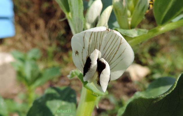 ma fleur du jour !