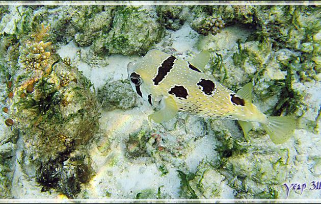Poisson porc-épic à taches auréolées ou Diodon à taches auréolées, Black-blotched porcupinefish (Diodon liturosus) - Snorkeling à Thudufushi - Atoll d'Ari - Maldives