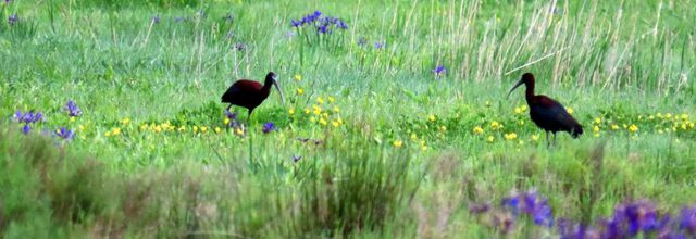 des Ibis falcinelle
