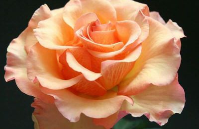 La force mystérieuse de la beauté