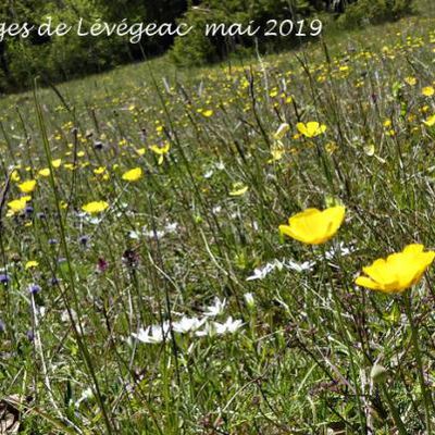 Ranunculus gramineus  -  renoncule à feuilles de graminée