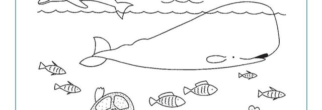 des animaux marins