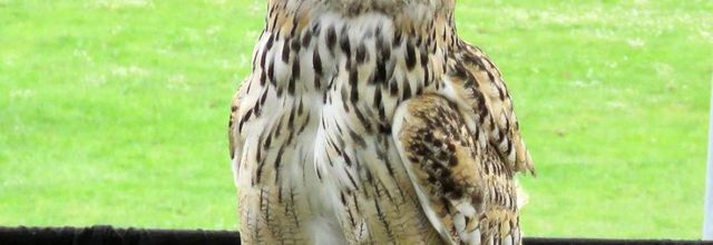 un hibou grand duc