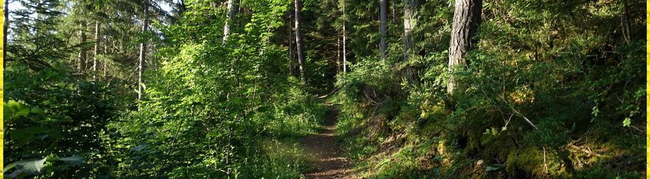 Le Chemin de Saint Guilhem #6 Dans les pentes de l'Aigoual
