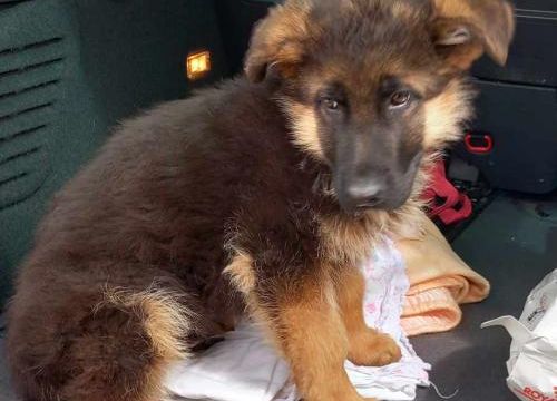 Ugo de la Chante-Oiseaux