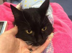 Un chat sauvé in extremis de la noyade