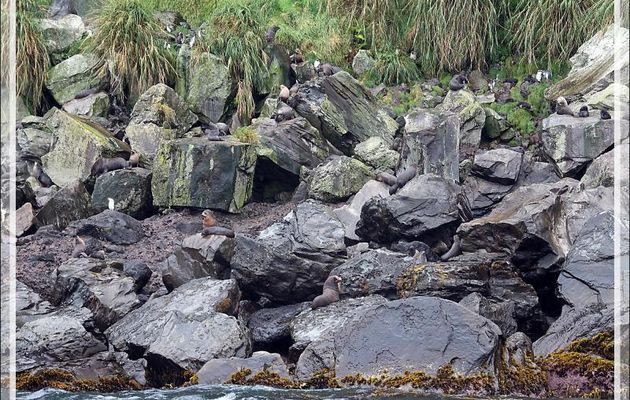 Les rochers : un très bon camouflage pour les otaries - Raised Beach - Gough Island - Tristan da Cunha