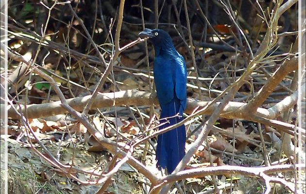 Ani des palétuviers ou Coucou noir, Greater Ani (Crotophaga major) - Inkaterra Hacienda Concepcion - Puerto Maldonado - Pérou