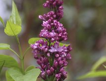 Lilas... déjà.