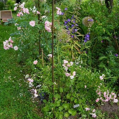 Un jour, une rose : 'La fraicheur'