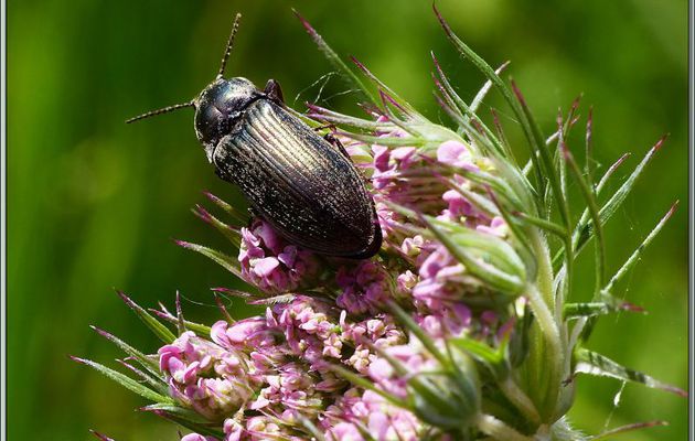 Taupin Sélatosome bronzé (Selatosomus aeneus ??) - Boucou - Sauveterre-de-Comminges - 31