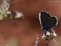 Azuré de la sarriette ou Azuré du thym - Lycaenidae