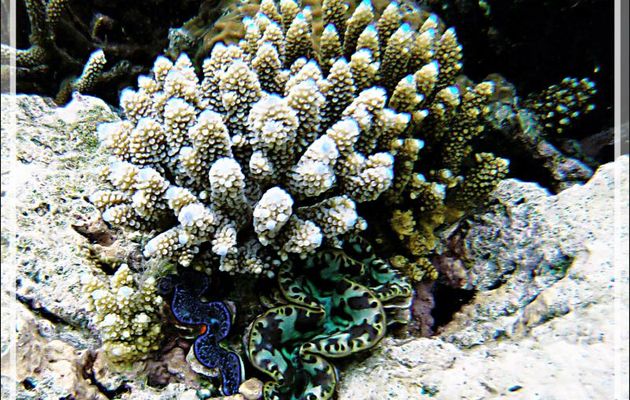Bénitiers : pour vivre heureux, vivons cachés - Snorkeling à Thudufushi - Atoll d'Ari - Maldives