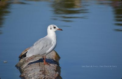 Parc Floral de Paris : Une mouette et ses reflets