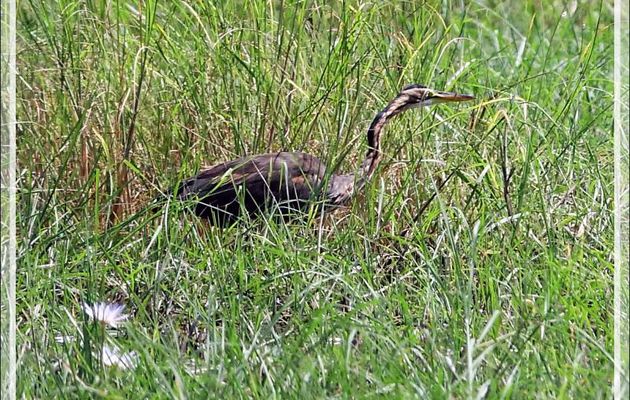 Héron pourpré, Purple Heron (Ardea purpurea) - Safari nautique - Parc National de Chobe - Botswana
