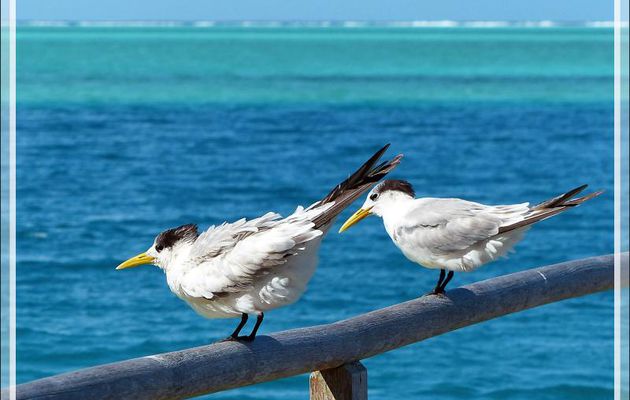 Sterne huppée, Greater Crested Tern (Thalasseus bergii) - Baie d'Avea - Huahine - Polynésie française