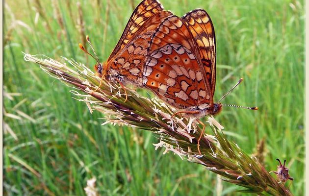 Faune des Pyrénées (Images de mon ancien blog, année 2009)