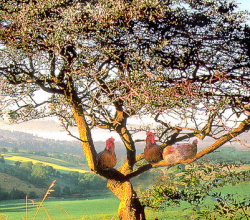 Une poule sur un arbre...