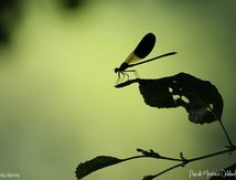 Calopteryx xanthostoma ♂ - Caloptéryx occitan ou Caloptéryx ouest-méditerranéen