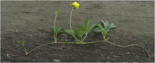 Potentille rampante