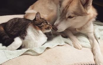 Belle amitié d'un chaton avec trois huskies