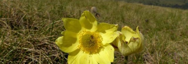 Anemone alpina subsp. apiifolia = Pulsatilla alpina subsp. apiifolia  -  pulsatille souffrée