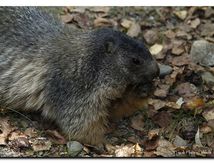 Marmottes
